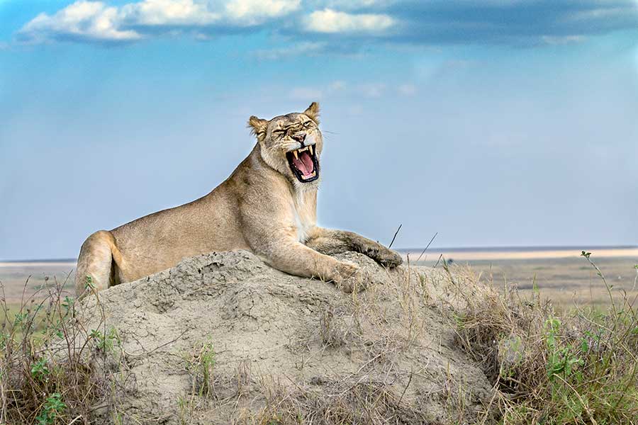 Benny-Rebel-Fotoreise_Fotosafari-Tansania-Ruanda-Afrika_A107