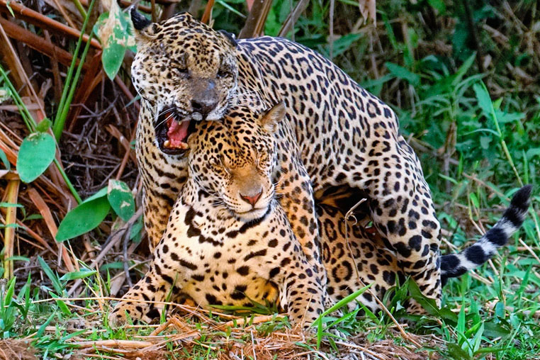 fotoreise-pantanal-fotosafari-brasilien-030