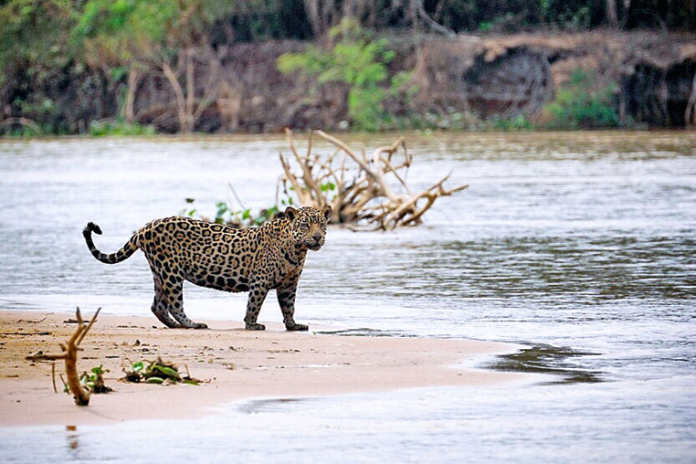 fotoreise-pantanal-fotosafari-brasilien-014