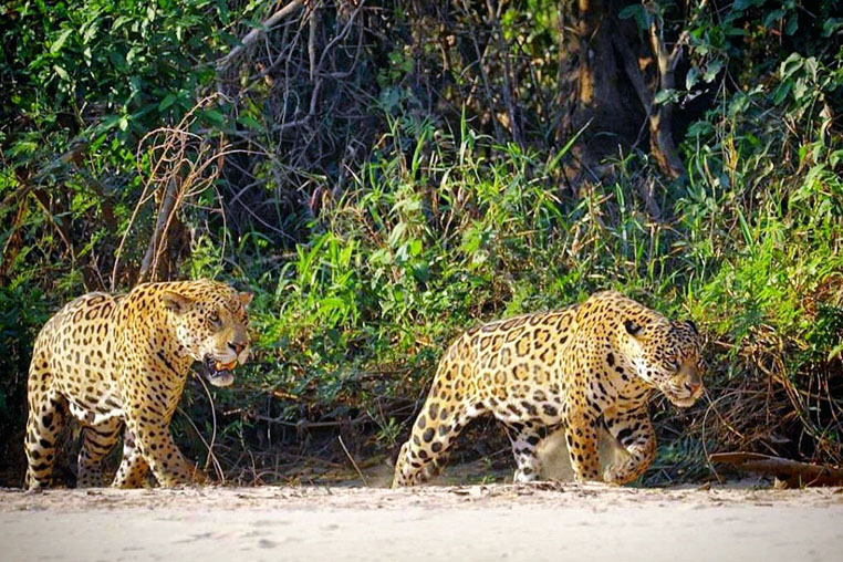 fotoreise-pantanal-fotosafari-brasilien-007