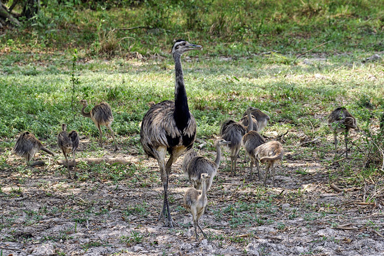 fotoreise-pantanal-fotosafari-brasilien-033