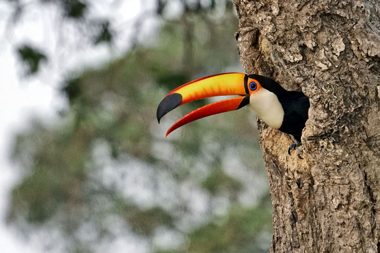 fotoreise-pantanal-fotosafari-brasilien-016