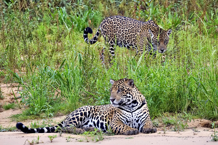 fotoreise-pantanal-fotosafari-brasilien-008