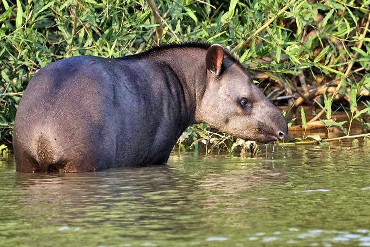 fotoreise-pantanal-fotosafari-brasilien-018