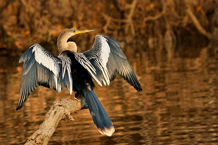 fotoreise-pantanal-fotosafari-brasilien-028