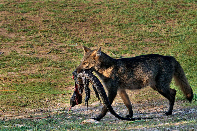 fotoreise-pantanal-fotosafari-brasilien-027