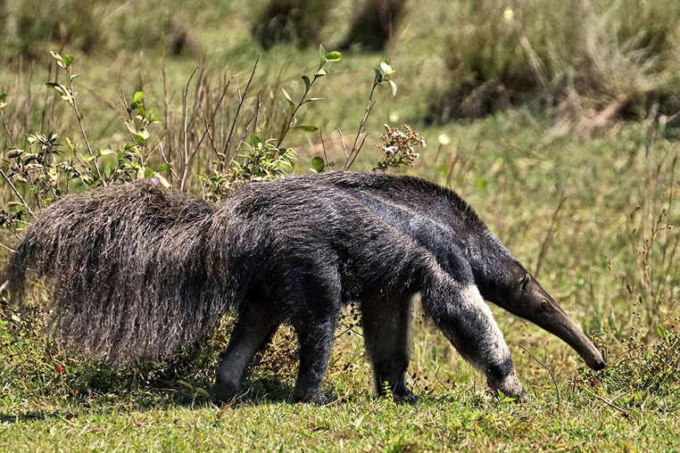 fotoreise-pantanal-fotosafari-brasilien-026