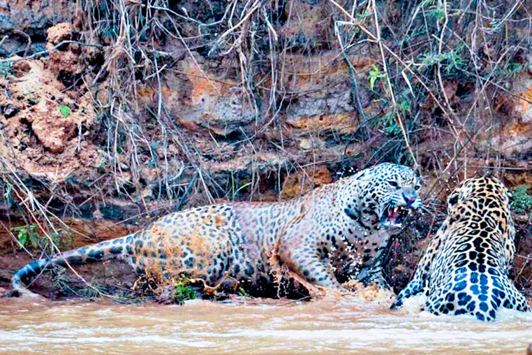 fotoreise-pantanal-fotosafari-brasilien-036