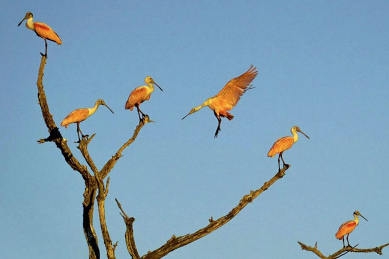 fotoreise-pantanal-fotosafari-brasilien-038