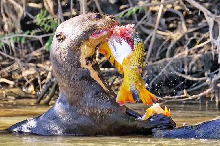 fotoreise-pantanal-fotosafari-brasilien-019