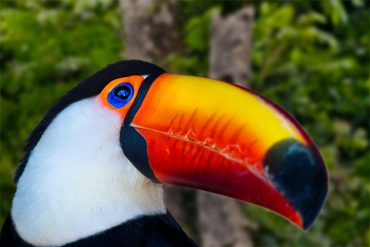 fotoreise-pantanal-fotosafari-brasilien-017