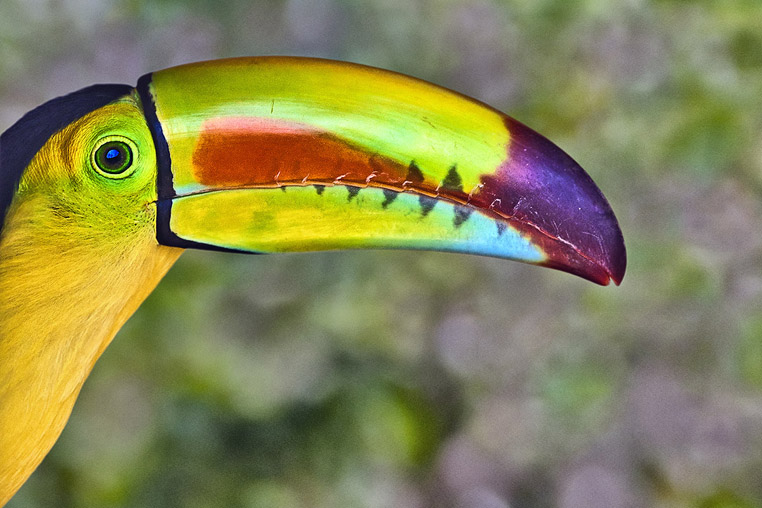 fotoreise-pantanal-fotosafari-brasilien-005