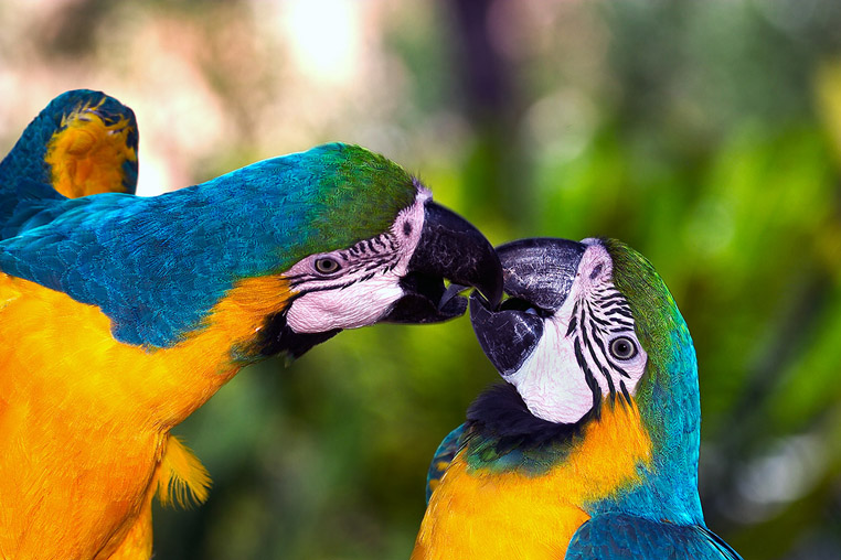 fotoreise-pantanal-fotosafari-brasilien-004