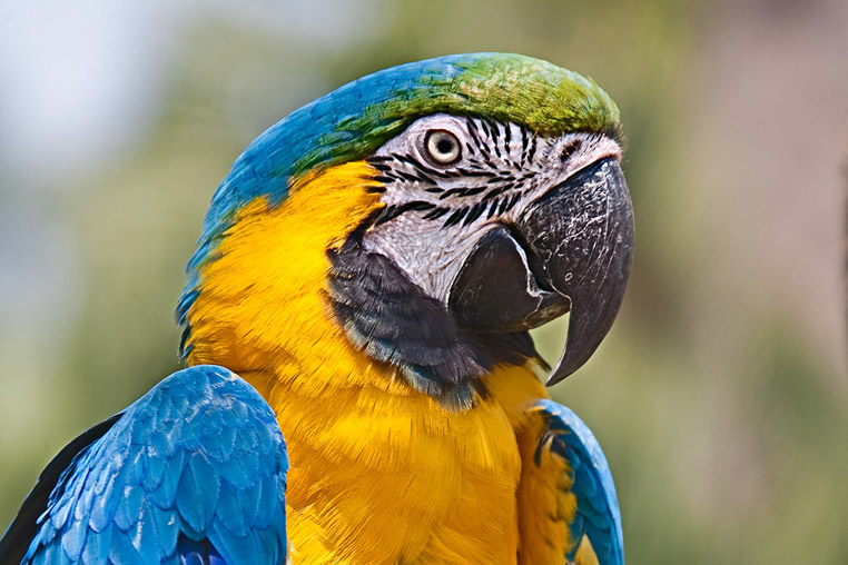 Fotoreise ins Pantanal mit Benny Rebel