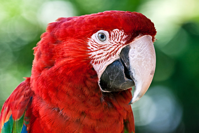 fotoreise-pantanal-fotosafari-brasilien-040