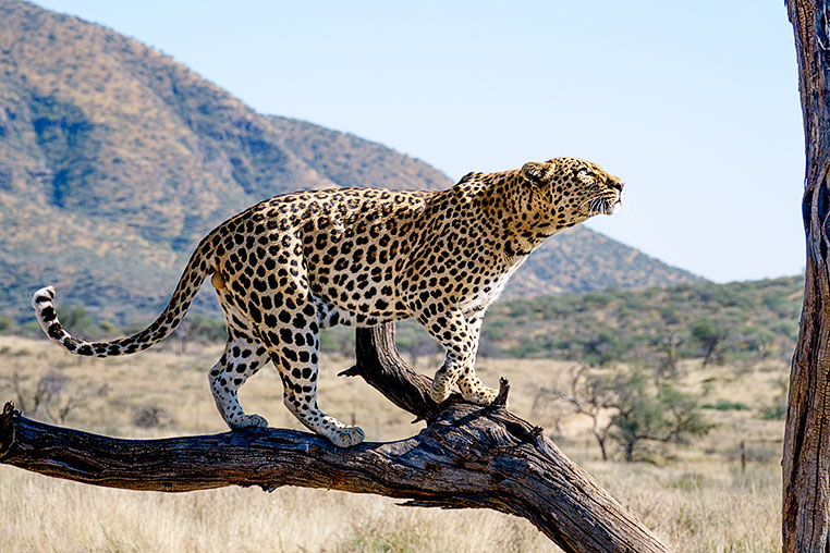 Fotosafari_Afrika_Fotoreise_Nord_Namibia_28