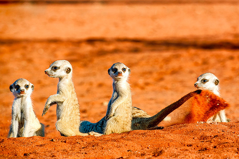 Fotosafari_Namibia_Fotoreise_Sueden_Afrika_01