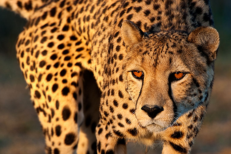 Fotosafari_Namibia_Fotoreise_Sueden_Afrika_22