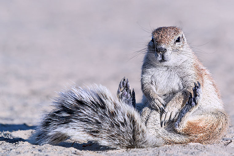Fotosafari_Namibia_Fotoreise_Sueden_Afrika_29