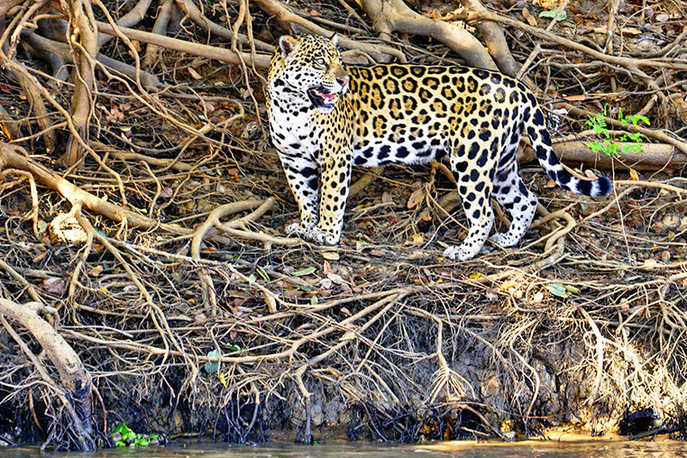 Fotosafari mit Benny Rebel nach Brasilien