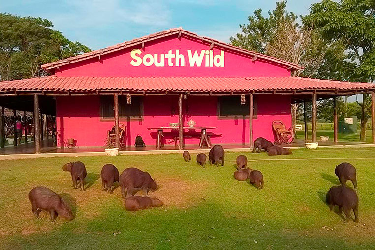 Fotosafari mit Benny Rebel ins Pantanal