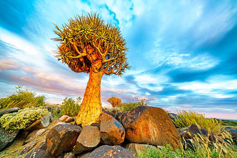 Fotosafari Namibia Koecherbaum