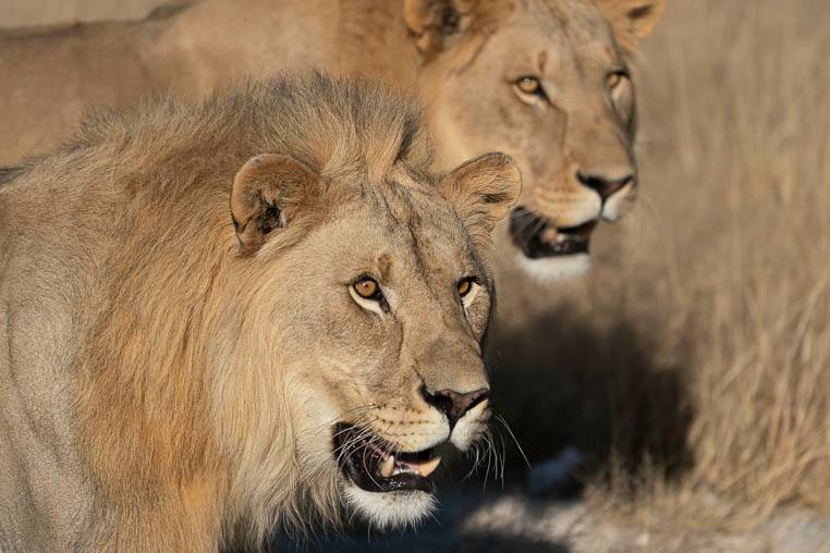 Loewen_Namibia_fotografieren_2