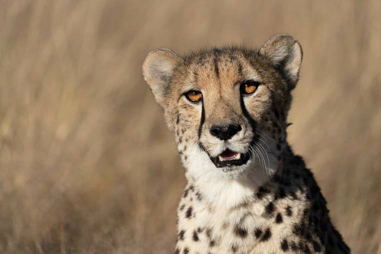 Tiere_Namibia_fotografieren_1
