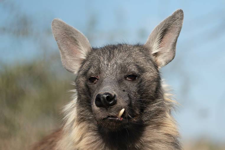 Tiere_Namibia_fotografieren_2
