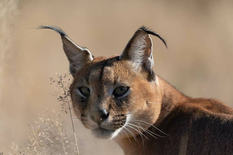 Tiere_Namibia_fotografieren_3