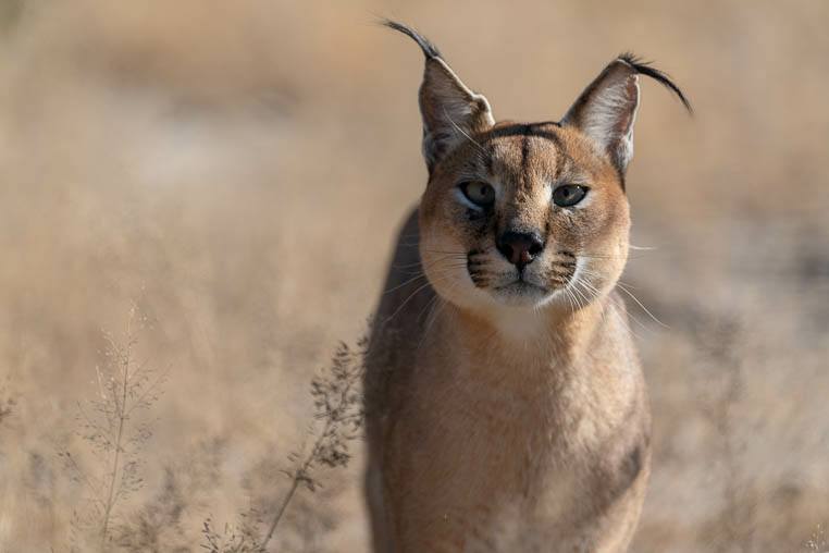 Tiere_Namibia_fotografieren_4