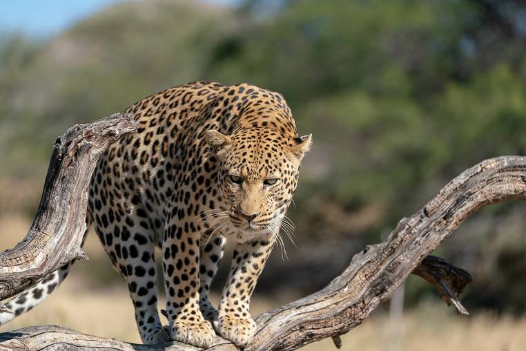 Fotoreise_Namibia_Fotosafari_Afrika_2018__0127