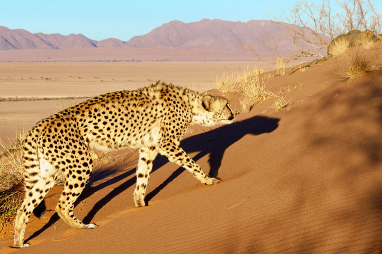 Fotosafari_Namibia_Fotoreise_Sueden_Afrika_04