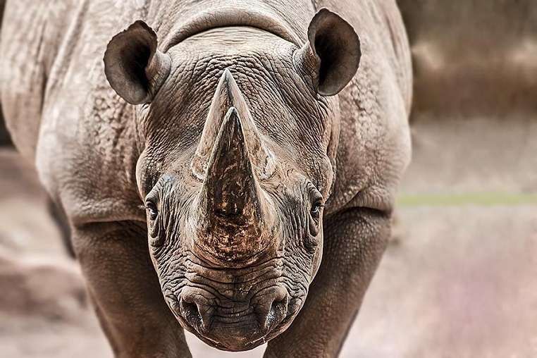 fotoreise-afrika-fotosafari-suedafrika-spitzmaulnashorn