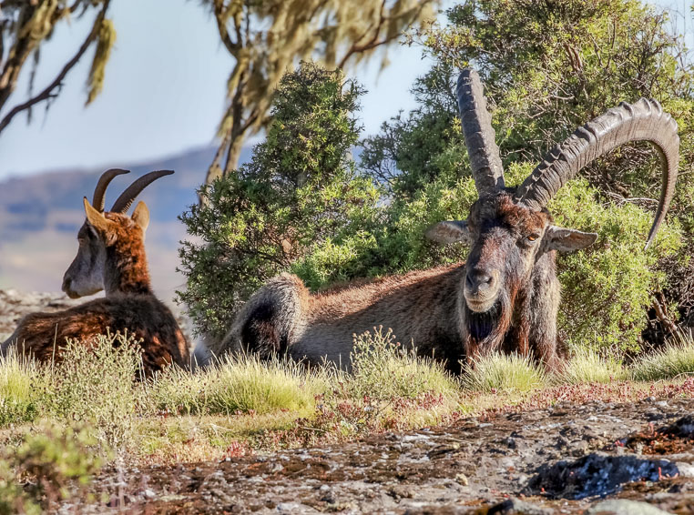 fotoreise nach äthiopien - fotosafari durch äthiopien