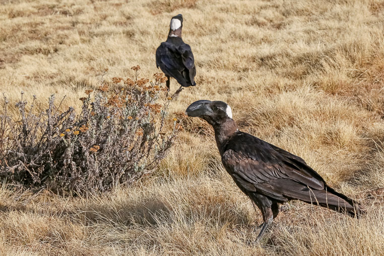 fotoreise nach äthiopien - fotosafari durch äthiopien