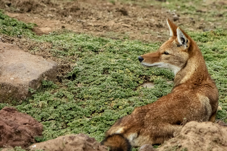 fotoreise nach äthiopien - fotosafari durch äthiopien