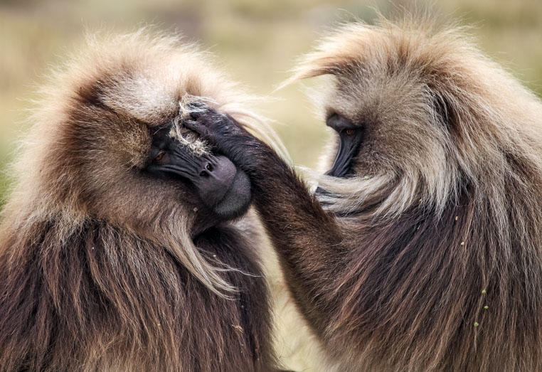 fotoreise nach äthiopien - fotosafari durch äthiopien