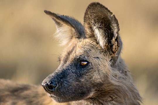 fotoreise_botswana_fotosafari_afrika