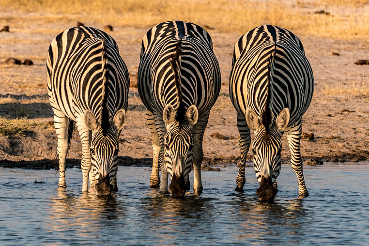 All Copyrights by www.Benny-Rebel.com
Fotoreise durch Sambia mit Benny Rebel