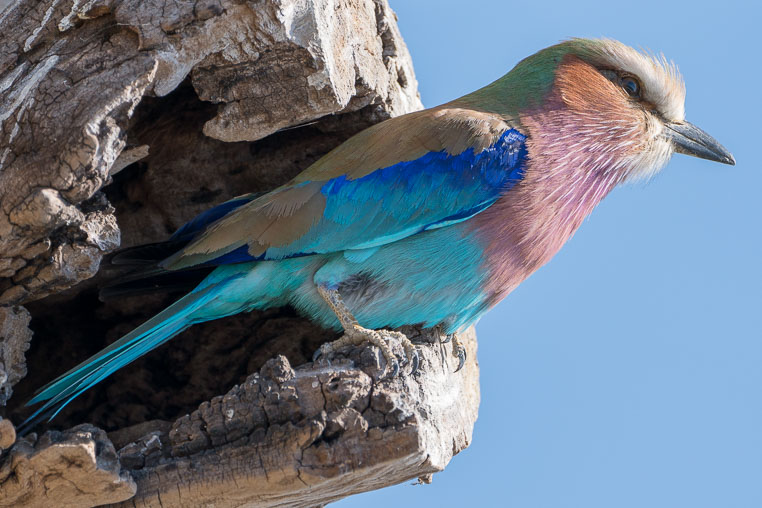 All Copyrights by www.Benny-Rebel.com
Fotoreise durch Sambia mit Benny Rebel