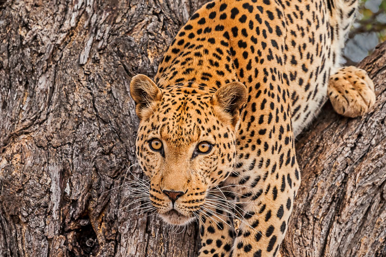 All Copyrights by www.Benny-Rebel.com
Fotoreise durch Sambia mit Benny Rebel