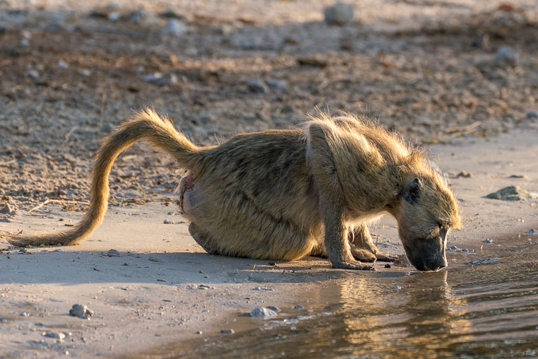 All Copyrights by www.Benny-Rebel.com
Fotoreise durch Sambia mit Benny Rebel