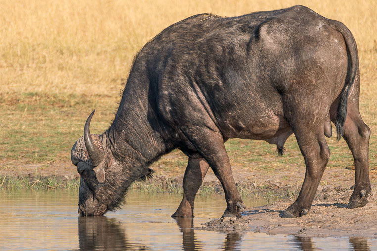 All Copyrights by www.Benny-Rebel.com
Fotoreise durch Sambia mit Benny Rebel