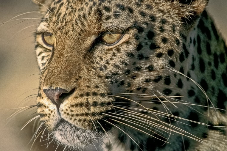 All Copyrights by www.Benny-Rebel.com
Fotoreise durch Sambia mit Benny Rebel