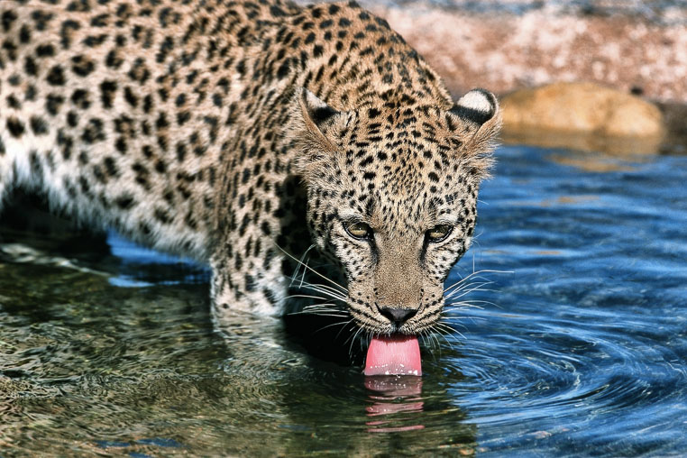 All Copyrights by www.Benny-Rebel.com
Fotoreise durch Sambia mit Benny Rebel