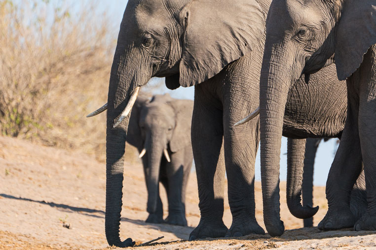 All Copyrights by www.Benny-Rebel.com
Fotoreise durch Sambia mit Benny Rebel