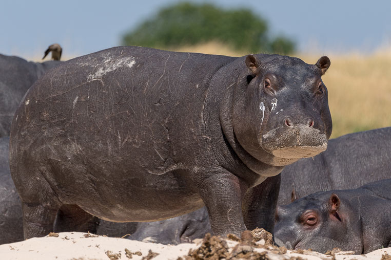 All Copyrights by www.Benny-Rebel.com
Fotoreise durch Sambia mit Benny Rebel