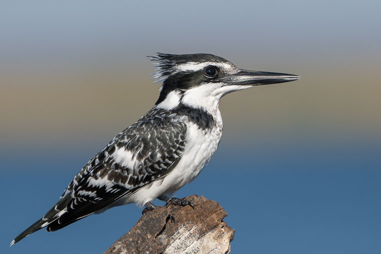 All Copyrights by www.Benny-Rebel.com
Fotoreise durch Sambia mit Benny Rebel