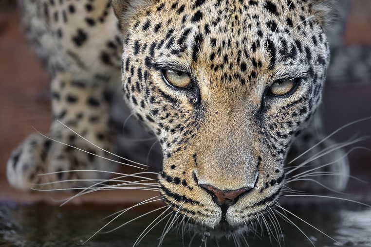 fotosafari mit benny rebel durch suedafrika